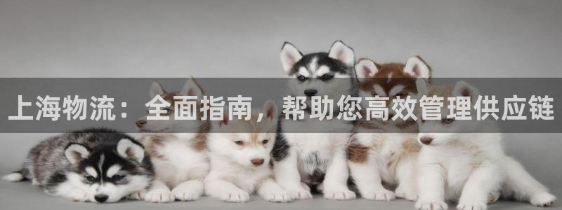 pc28圈怎么注冊:上海物流:全面指